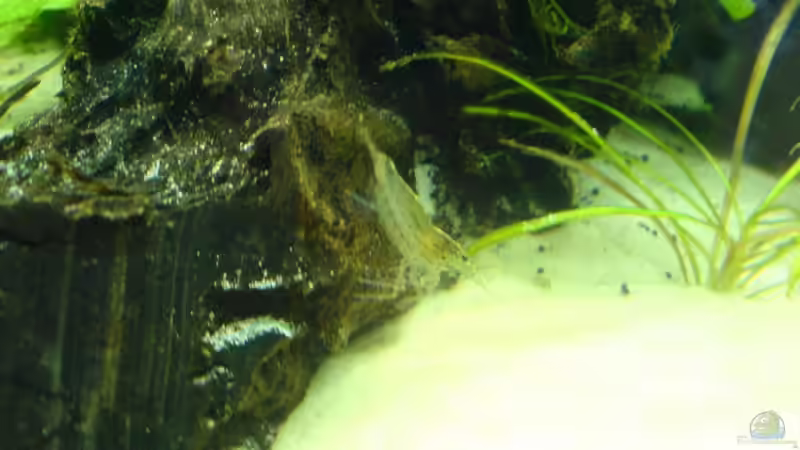 C.japonica von Oliver Röder (13)