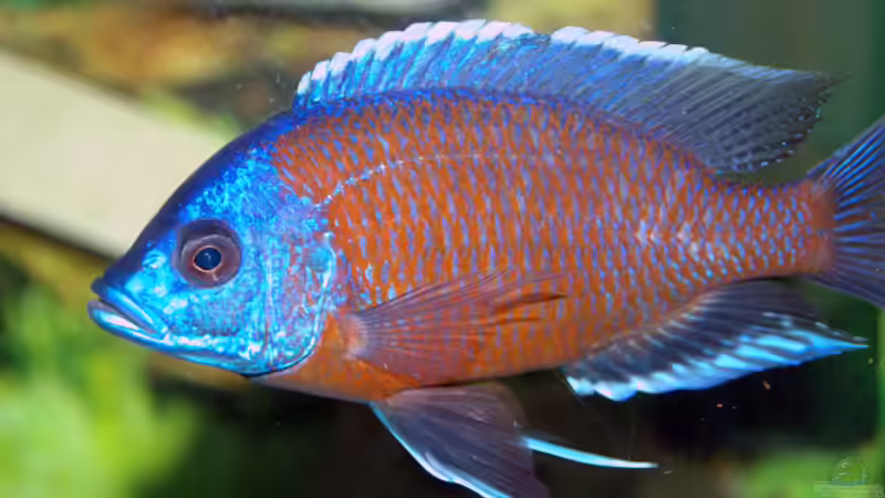 C.Kadango Bock von Abdullah Özer (62)