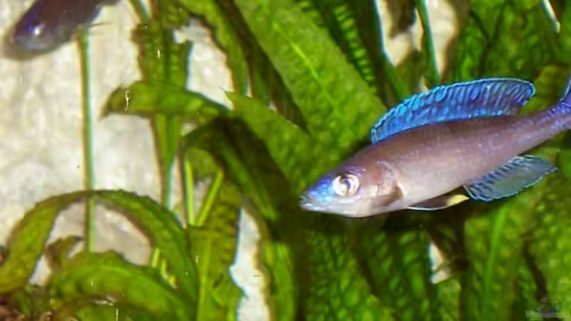 C.leptosoma Bock mit blauer Flosse von Markus Seipp (13)