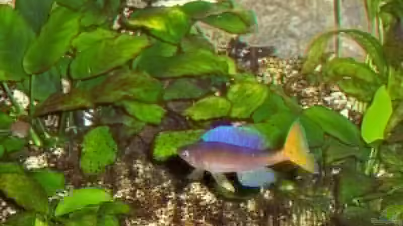 C.leptosoma Bock mit gelber Flosse von Markus Seipp (8)