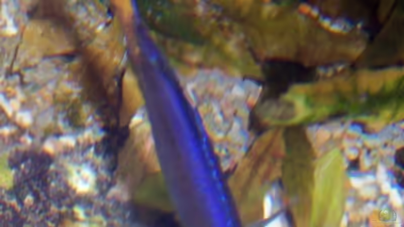 C.leptosoma Bock von oben von Markus Seipp (6)