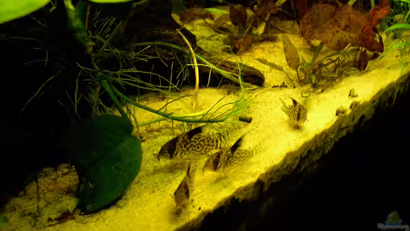 C.Leucomelas von Mario74 (35)