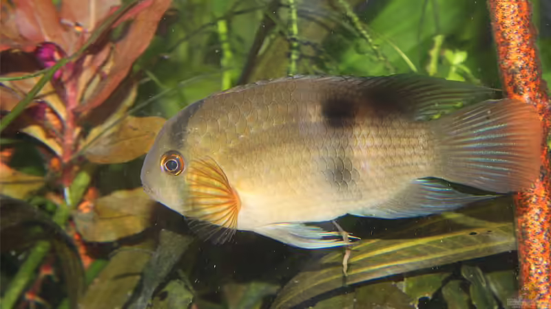 C maronii von TDG (63)