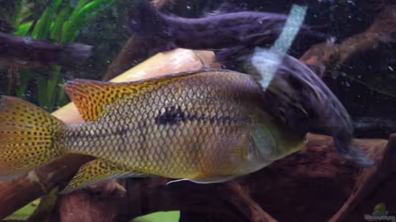 C.nicaraguense Bock von Alexander Beutner (20)