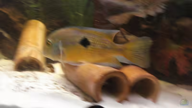 C.nicaraguense Weibchen von Alexander Beutner (22)