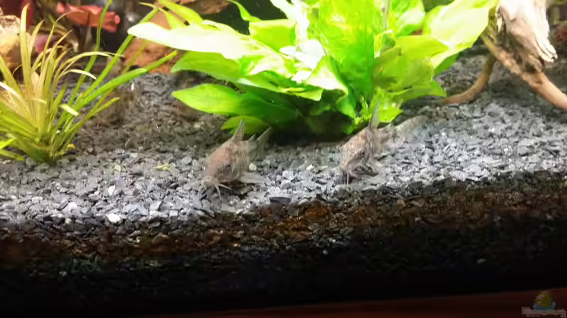 C.paleatus von Anna-RS (17)