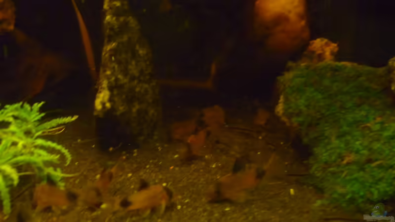 C Panda + Harnischwelse von Rootsman (47)