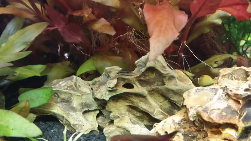 C.pygmaeus auf Drachenstein von Anna-RS (20)