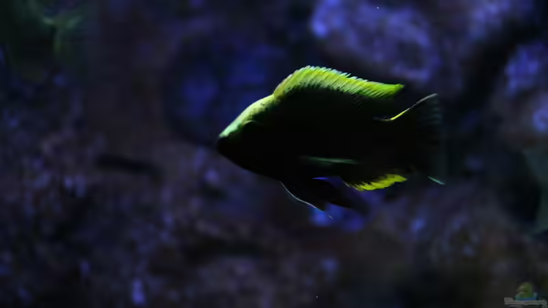 C.virginalis geertsi gome...einfach der Hammer :-) von Michael Reiz (75)