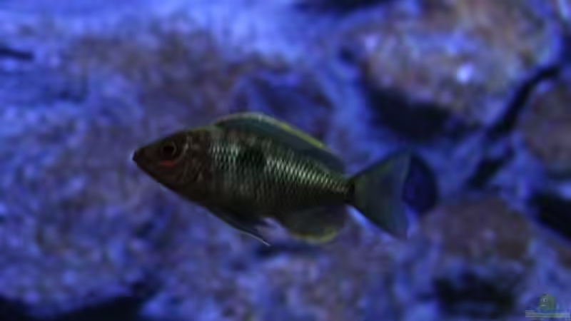 C.virginalis geertsi gome,hoffentlich ein Bock von Michael Reiz (69)