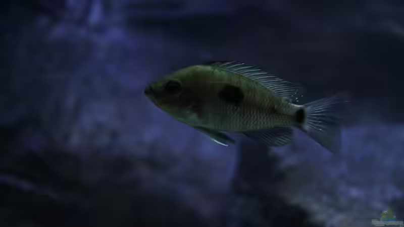 C.virginalis geertsi gome von Michael Reiz (66)