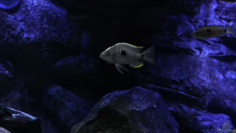 C.virginalis geertsi gome von Michael Reiz (81)