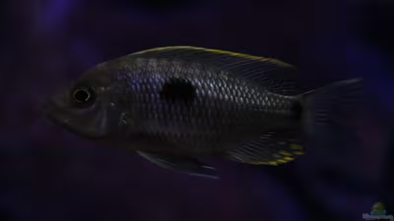 C.virginalis geertsi gome,wahrscheinlich ein Bock :-) von Michael Reiz (73)