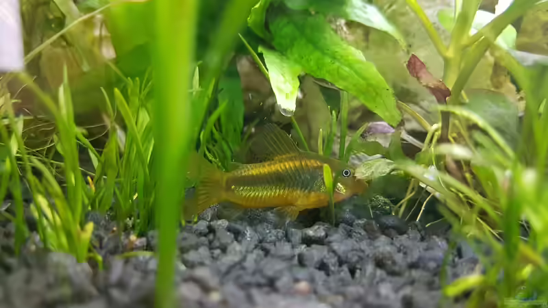 C010 von Rinchen84 (19)