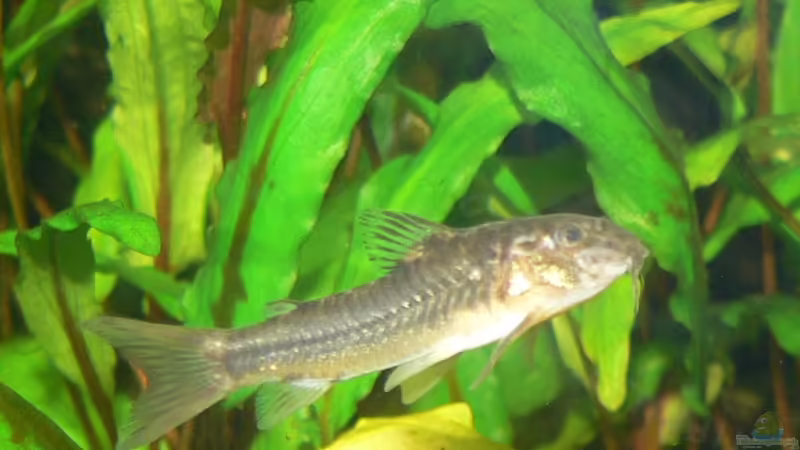 C125 von derflo (18)