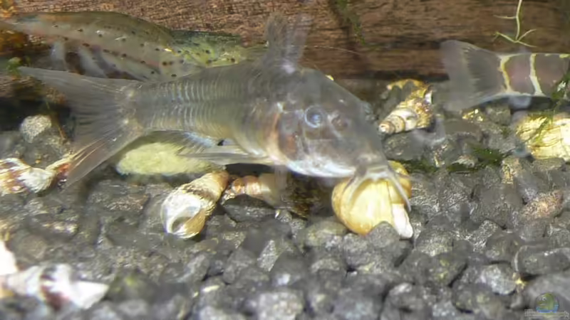 C125 von derflo (29)