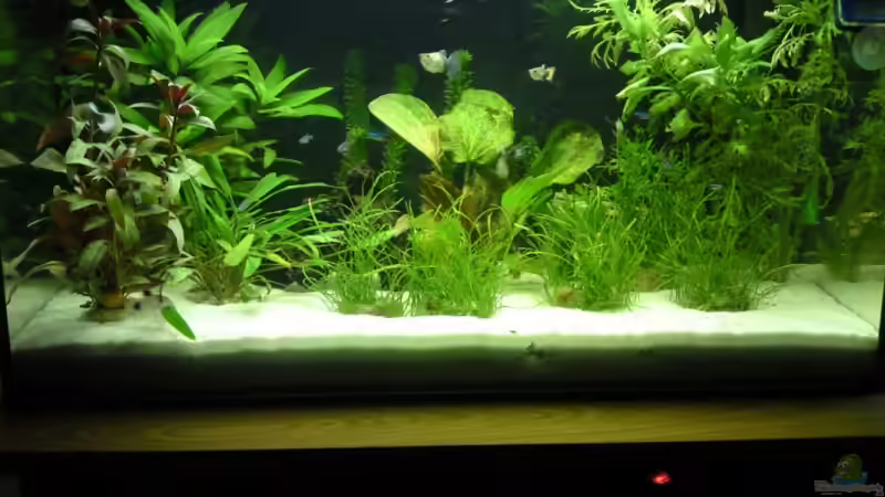 Ca. 1 Monat alt von Rebel (1)