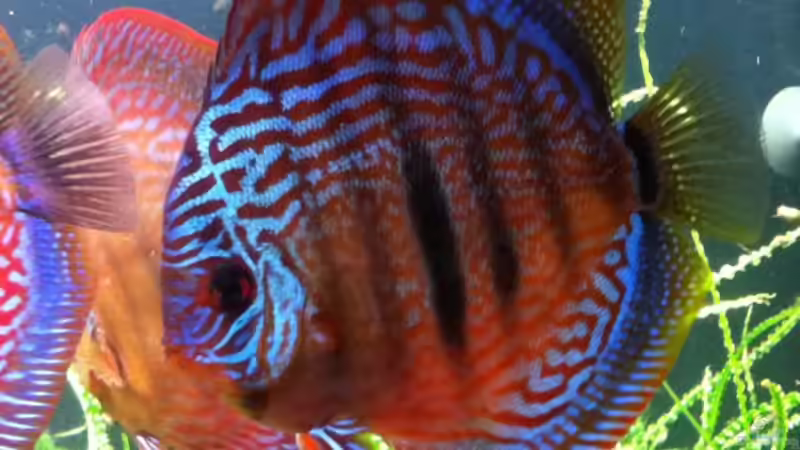 ca. 16 cm großer Rottürkies 06.10.2011 von Dani B (48)