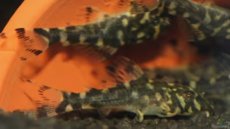 Ca. 2,5 Wochen nach dem Schlupf, jetzt sind sie schon 2,5-3cm gross. von Oxid81 (19)