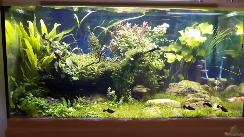 ca. 2 Monate nach Einrichtung von Der Nicky (28)