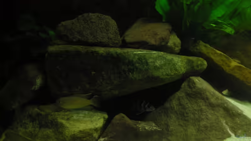 ca. 25 Kg Sandstein und Kiesel von Guido Fülle (7)