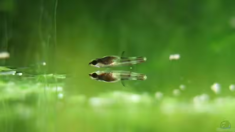 ca. 3 Wochen alter Jungfisch von Alex Stark (14)