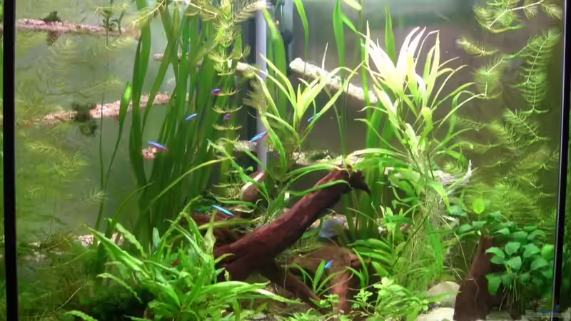 ca. 3 Wochen nach der Befüllung von M to the ilan (8)