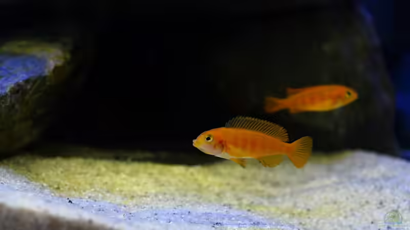 ca. 4 Monate alt von Mark Gor (5)