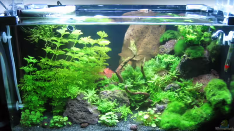 ca. 4 Wochen nach Einrichten, Okt. 08 von Marion Kulsch (2)