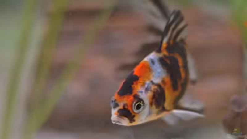 ca. von Nicole76 (12)