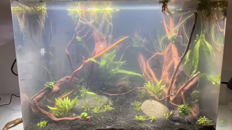 Ca 2 Wochen alt von Rena (5)