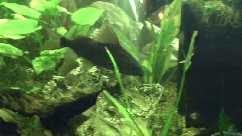 ca.20cm von Enrico Bochmann (20)