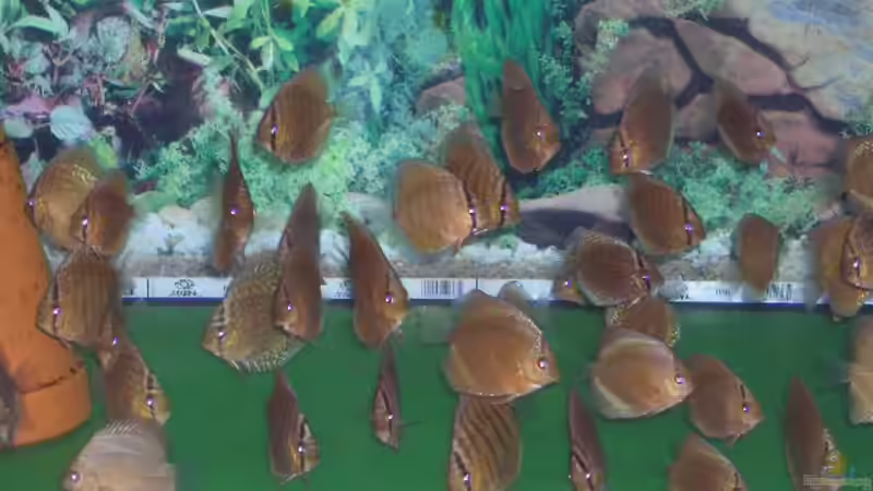 ca 3-4 Monate alte Nachzuchten von Robert Ellinger (21)