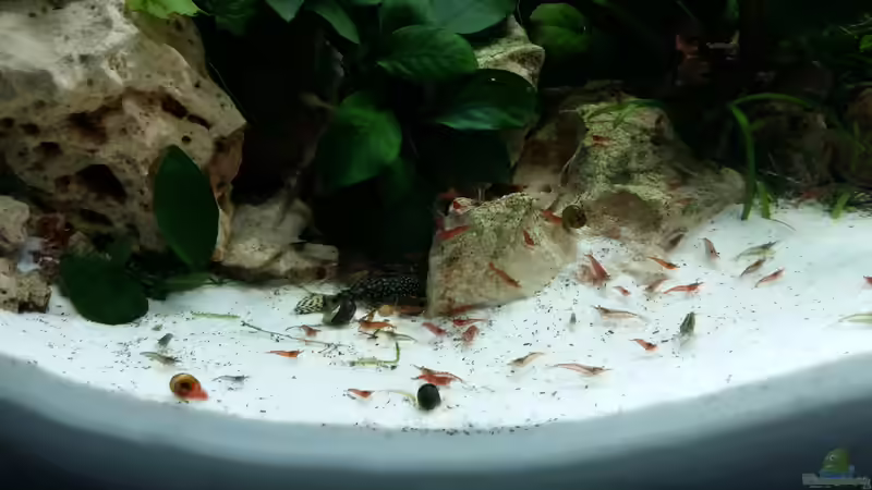 ca 30% der garnelen  von Spawngrow (27)