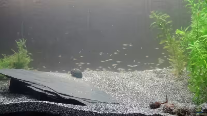 ca 300 Electric Blue Rams von coachdriver_uwe (71)