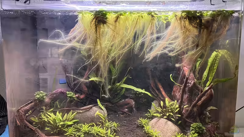 Ca 4 Wochen alt von Rena (7)