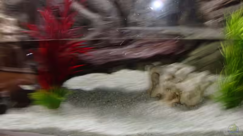 ca 75 kg kies  von Stefan Hülsmann (5)