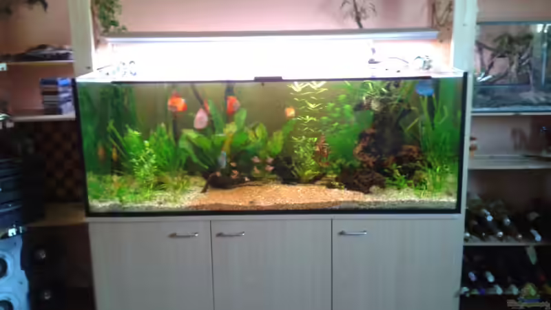 Ca zwei Monate nach dem einrichten. von nawaro (3)