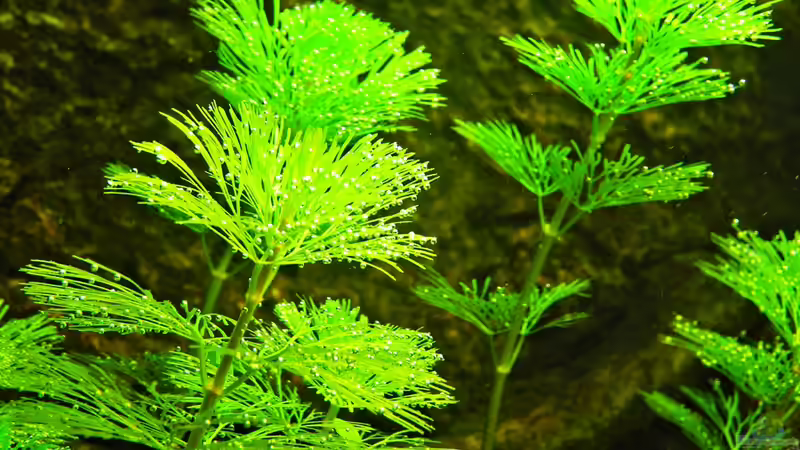 Caboma nach dem Wasserwechsel von Kill-Bill (2)