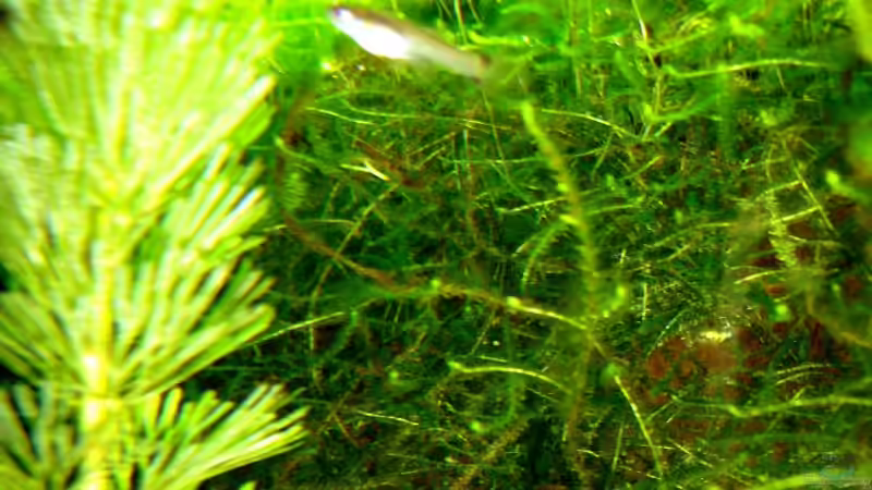 Cabomba, Javamoos, Wasserlinsen von Marco Migliaccio (2)