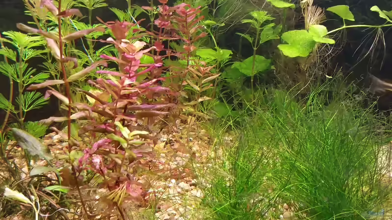 Cabomba, Rotala, Nadelsimse und Wassernabel von Ralf.SOS (2)