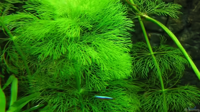 Cabomba ab welche??? Bild vom 09.07.2009 von Antje und Daniel (15)