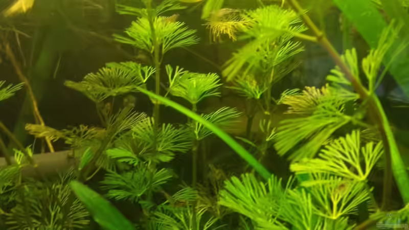 Cabomba aquatica -Feinblättrige Cabomba von sonic85 (8)