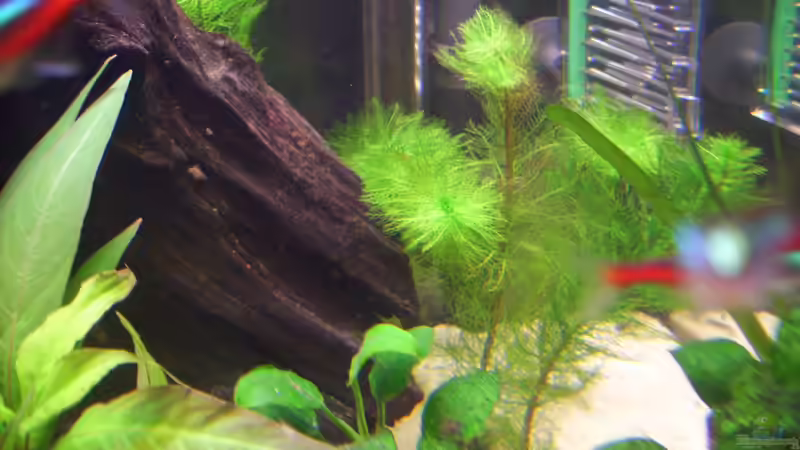 Cabomba aquatica im Aquarium (Einrichtungsbeispiele mit Feinblättrige Riesenhaarnixe)