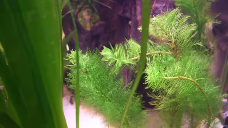 Cabomba aquatica im Aquarium (Einrichtungsbeispiele mit Feinblättrige Riesenhaarnixe)