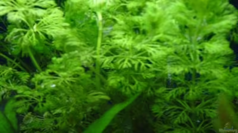 Cabomba carolimiana von Claudio Zeitler (3)