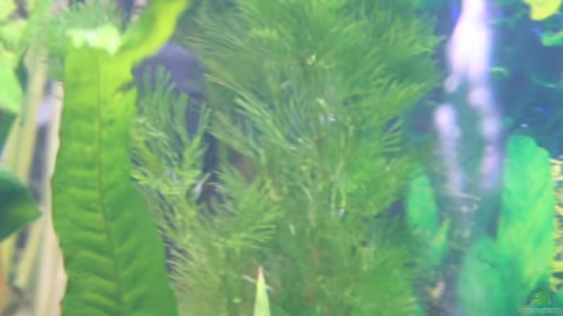 Cabomba carolina von Alexander Engel (14)