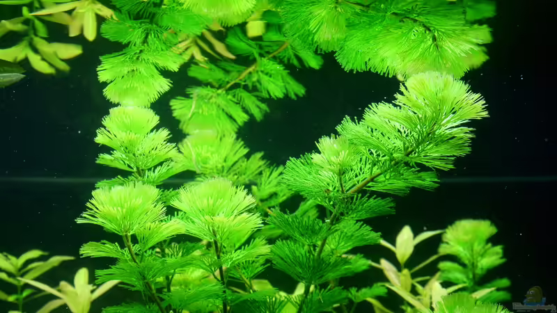 Cabomba carolina von Microsash (19)