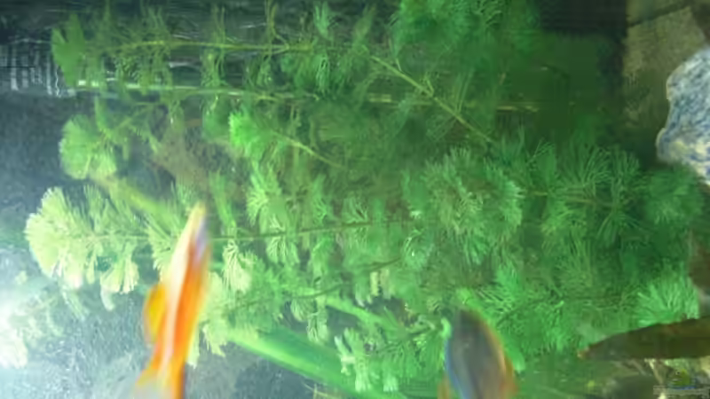 cabomba carolinia von the pepper (5)