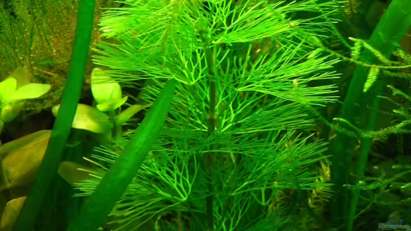 Cabomba caroliniana (Grüne Cabomba) von Niko Toumanidis (8)